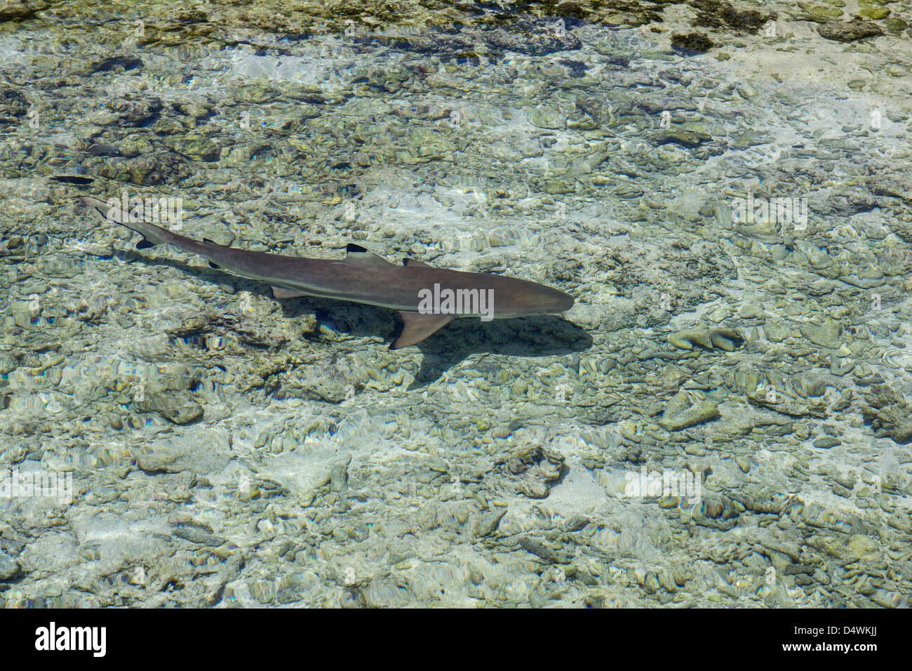 requin pointe noire Banque D'Images