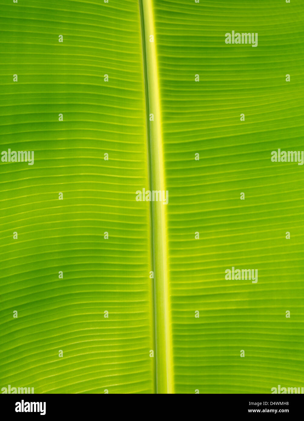 palmier vert Banque D'Images