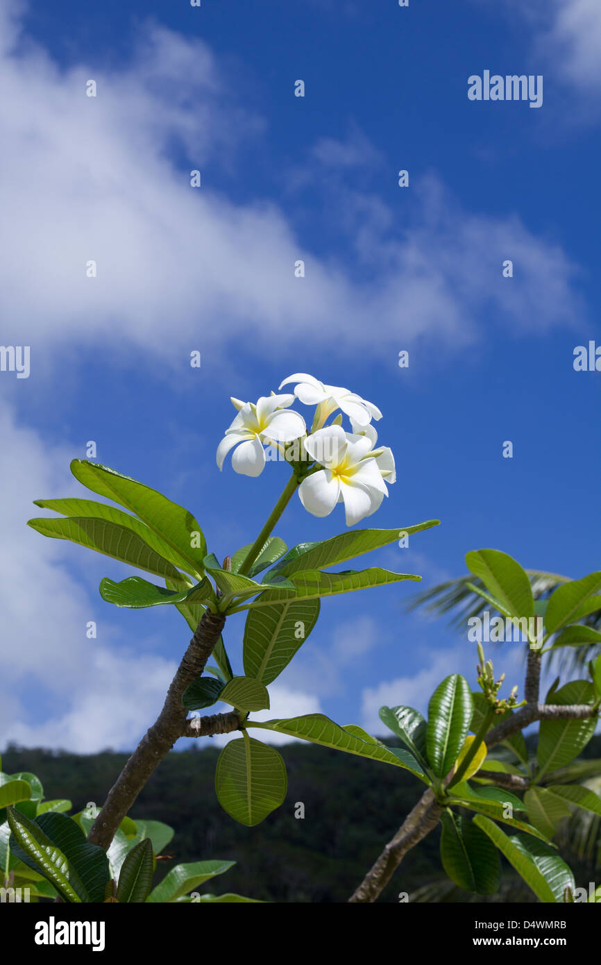 French polynesia tahiti tiare flower Banque de photographies et d ...