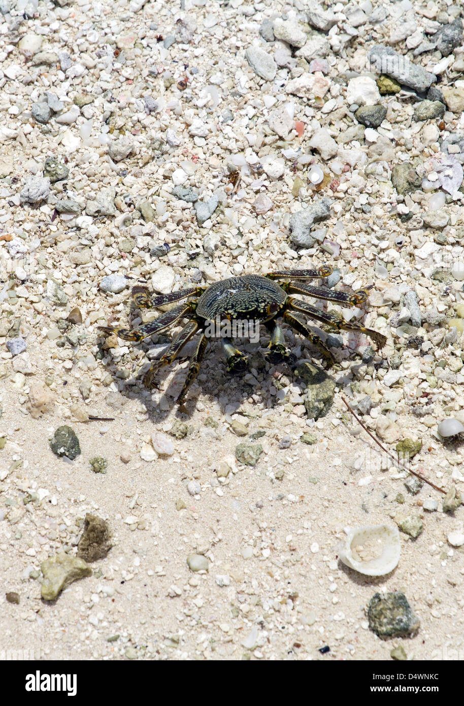 Le crabe sur la plage Banque D'Images