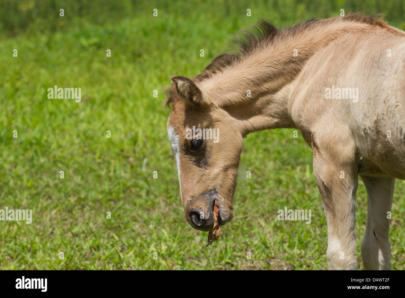 petit poney Banque D'Images