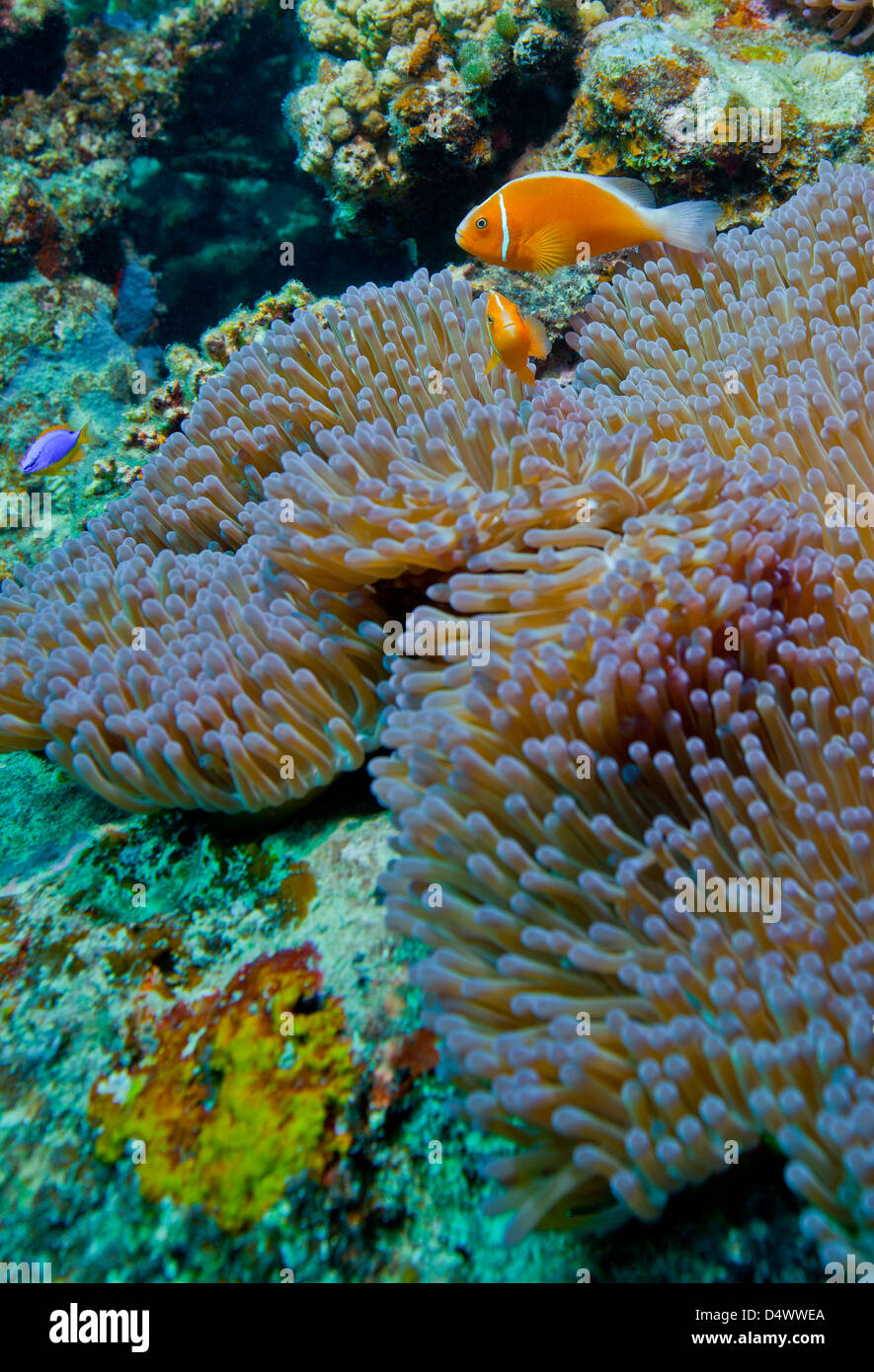 Poisson clown anémone rose leur garde sur un récif de corail, les îles Fidji. Banque D'Images