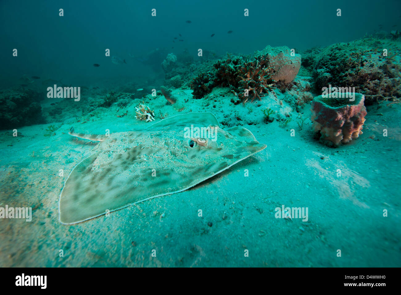 Une Stingray Sud sur le fond de sable au large de la côte de Panama City, en Floride. Banque D'Images
