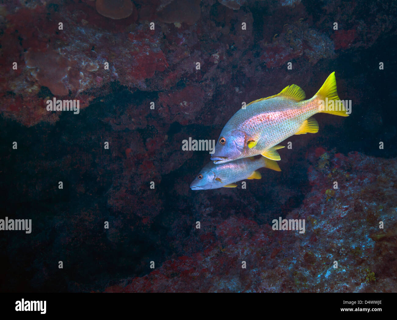 Une paire de poissons (Lutjanus apodus maître) Nager dans une caverne à l'intérieur d'un récif de corail au large de la côte de l'île Grand Cayman. Banque D'Images
