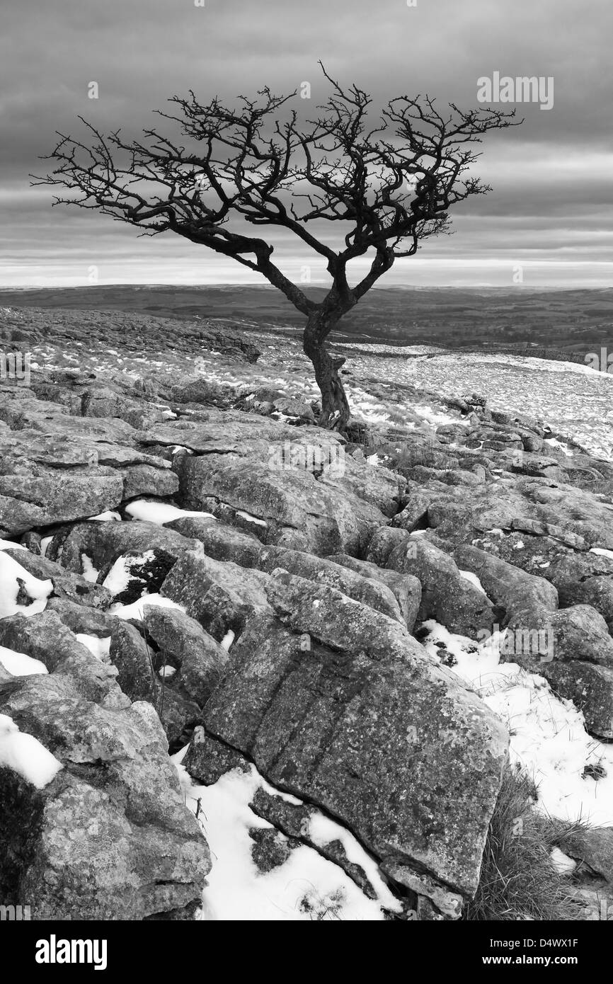 Un arbre isolé sur lapiez sur les maures à Malham Lings, au-dessus de Malham Cove dans le Yorkshire Dales National Park, England Banque D'Images