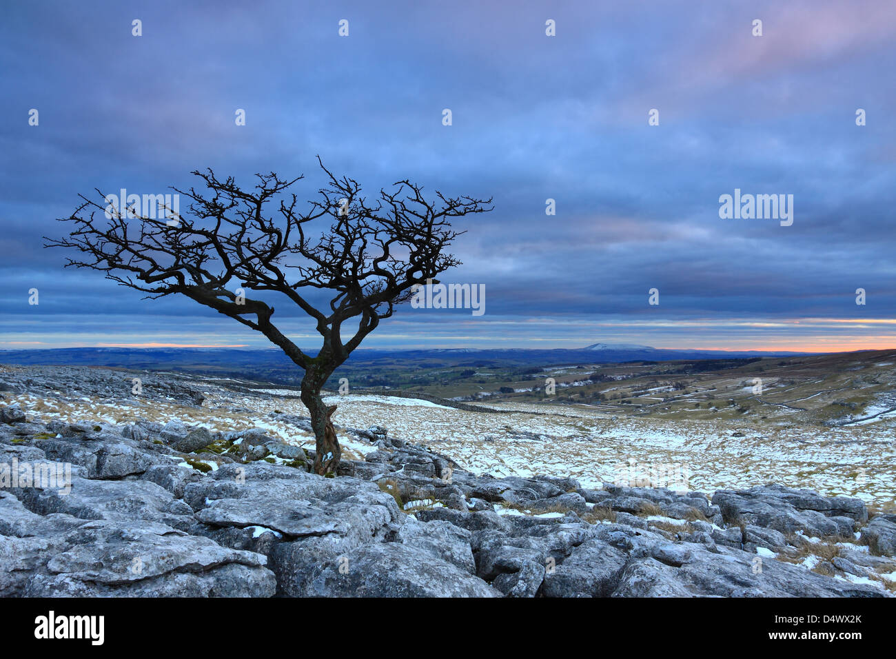 Un arbre isolé sur lapiez sur les maures à Malham Lings, au-dessus de Malham Cove dans le Yorkshire Dales National Park, England Banque D'Images