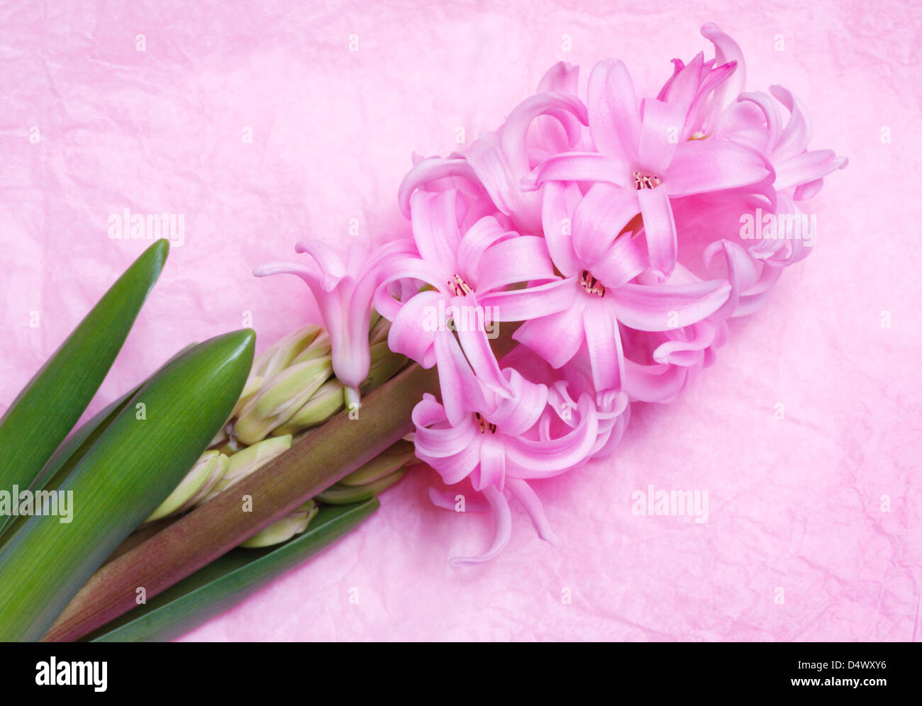 Jacinthe rose à fleurs sur fond clair Banque D'Images