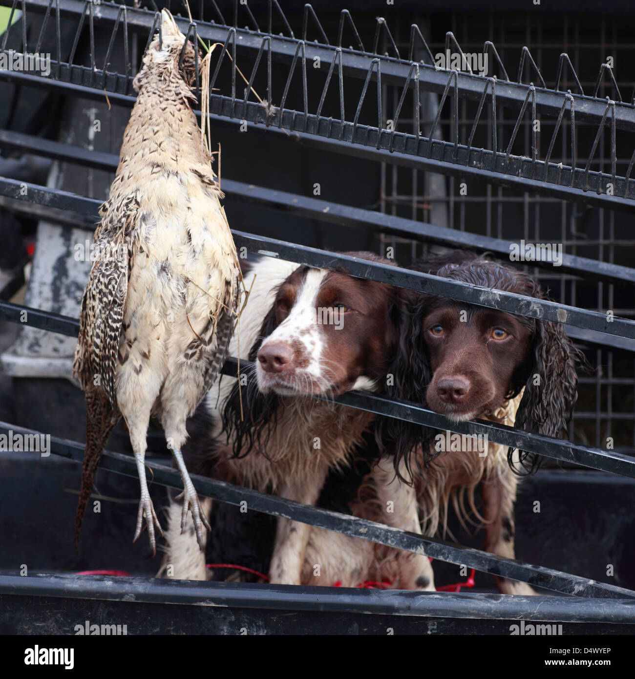 Spaniels au travail sur un tournage de faisan à Norfolk. Banque D'Images