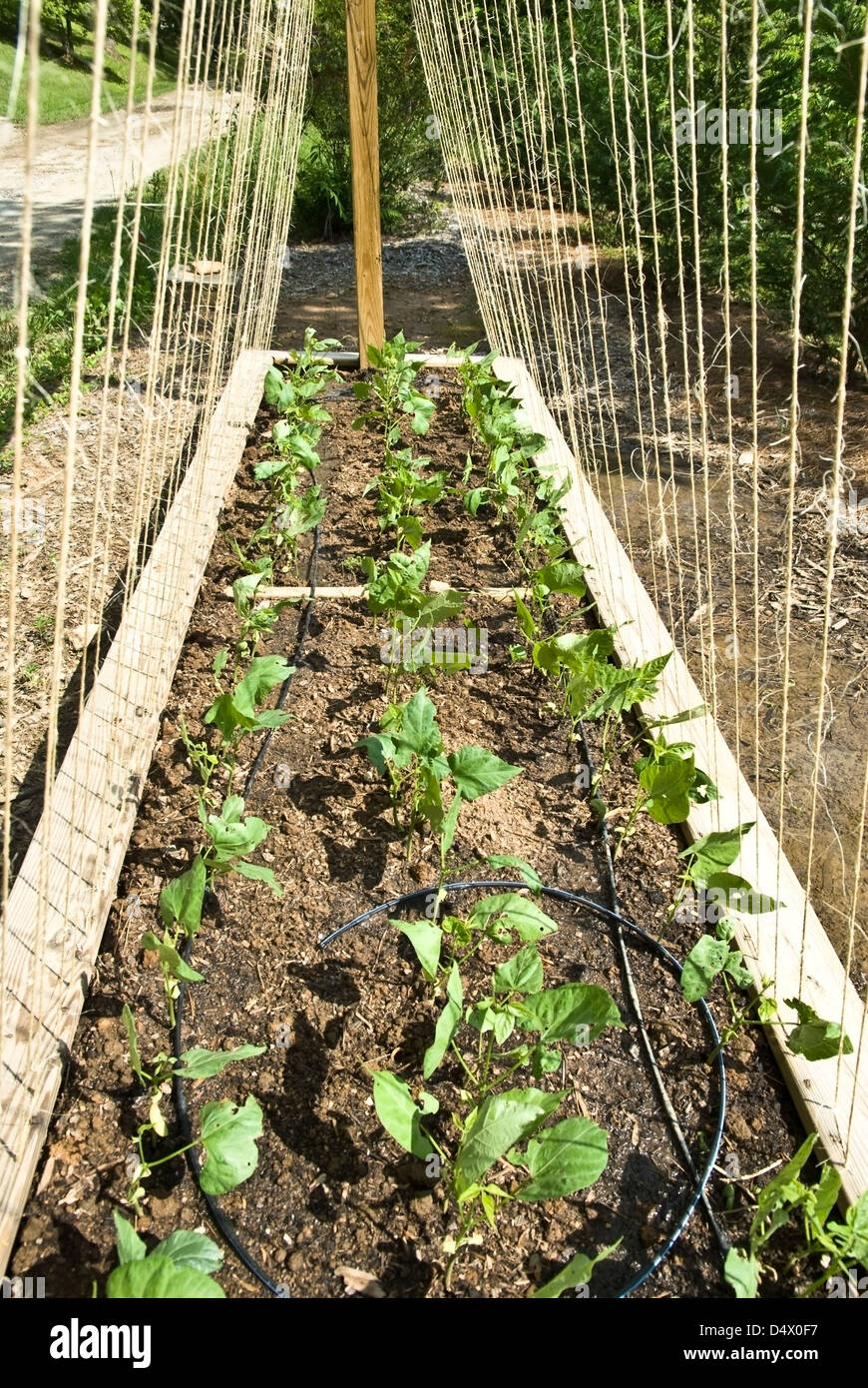 Une cour jardin conteneur avec de nouveaux plants de haricots de germination. Banque D'Images