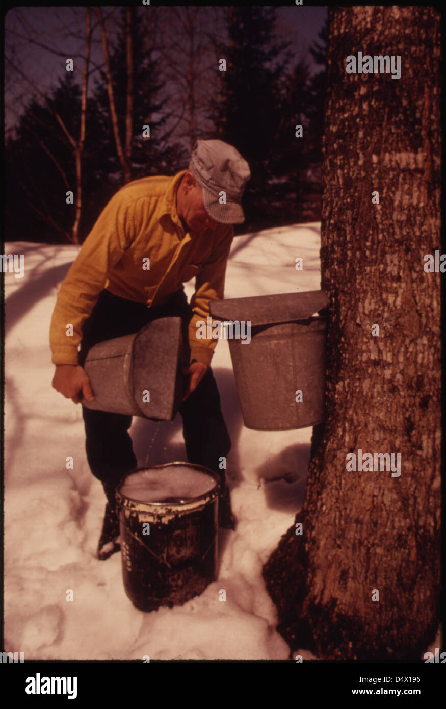 Ce producteur de lait près de Randolph Center, Vermont ..., 04/1974 Banque D'Images