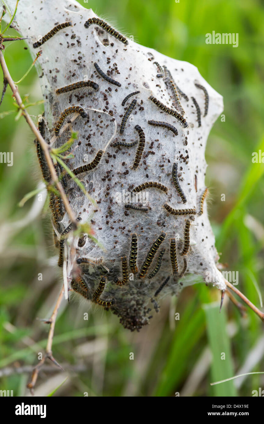 Les jeunes chenilles dans le nid (Lymantria dispar) Banque D'Images