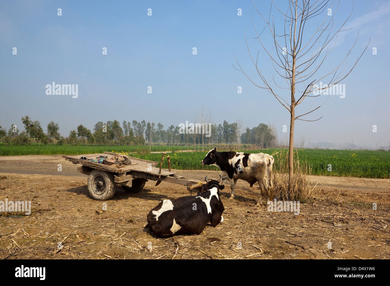 Deux vaches à côté d'un panier en bois reposant en face de champs de blé sur une journée ensoleillée en milieu rural Punjab Inde Banque D'Images