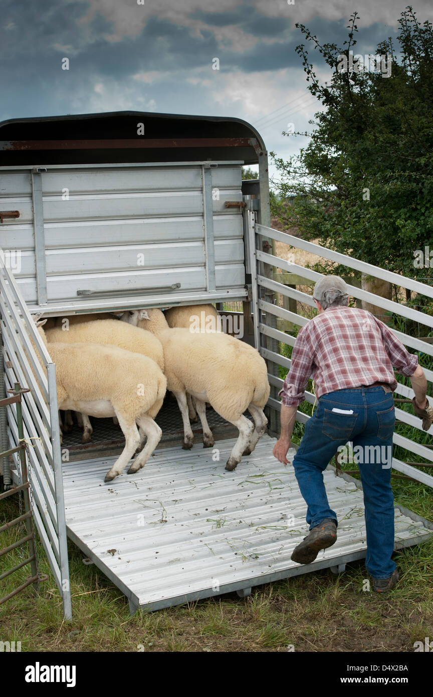 Chargement d'agriculteurs dans l'élevage du bétail Moutons Moutons remorques à Thame fair 2012 Banque D'Images