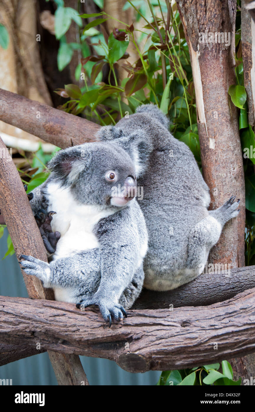 Deux ours koala jouer sur un membre de l'arbre au village de Kuranda Wildlife Sanctuary, près de Cairns, Australie. Banque D'Images