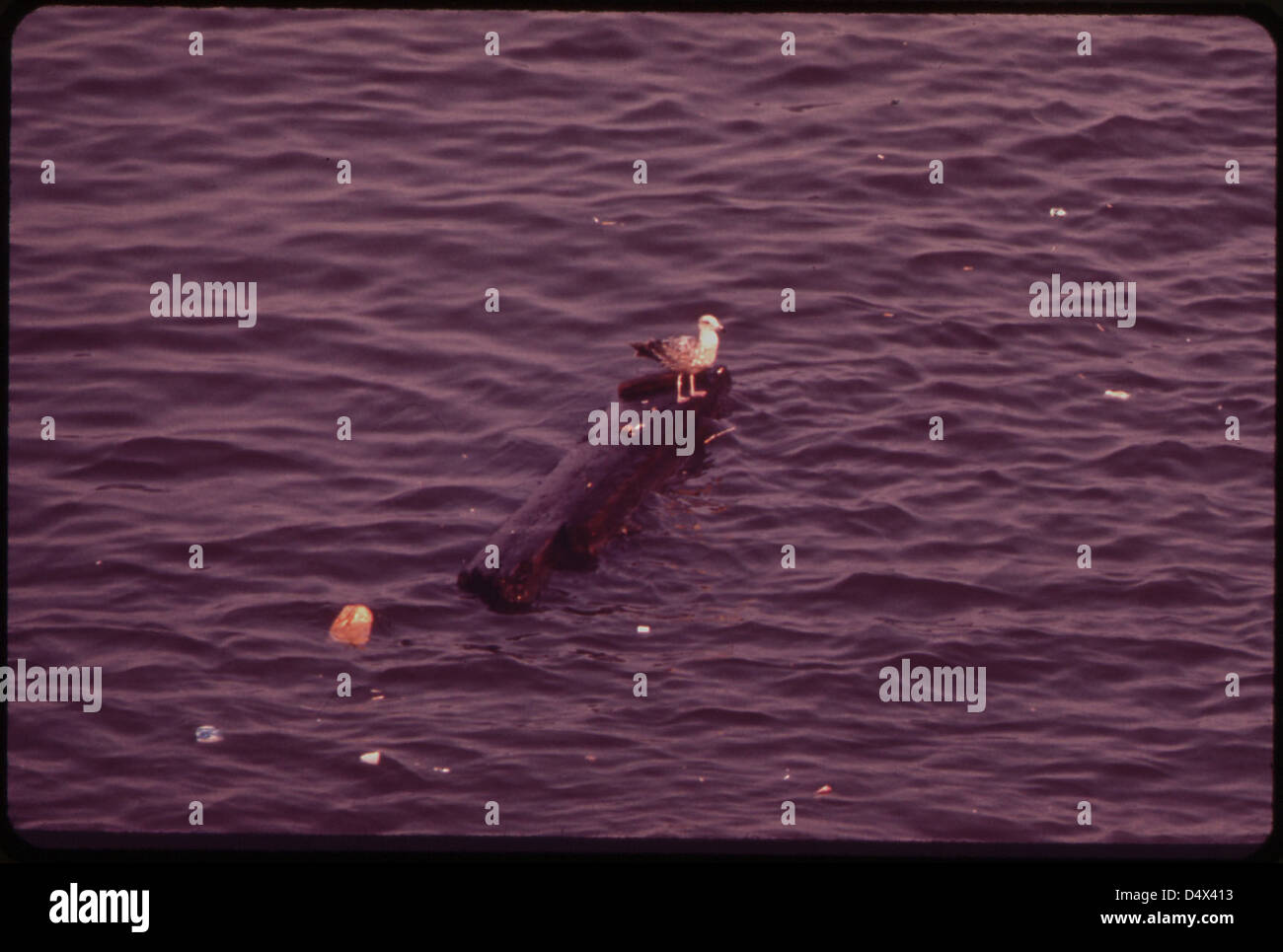 Gull flotte sur bois flottant dans le port de New York--vu depuis le ferry pour Staten Island 05/1973 Banque D'Images
