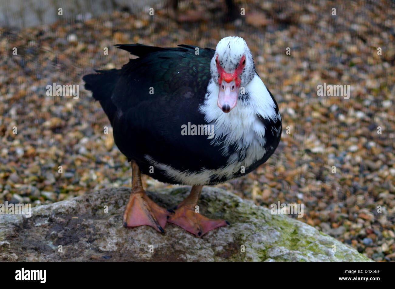 Détente canard sur un rocher dans un parc local Banque D'Images