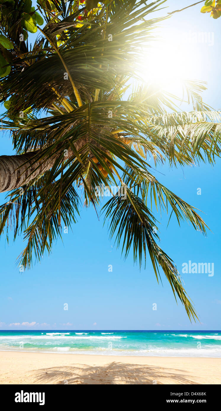 Plage tropicale en journée ensoleillée. Composition panoramique vertical. Banque D'Images Plage tropicale en journée ensoleillée. Composition panoramique vertical. Banque D'Images