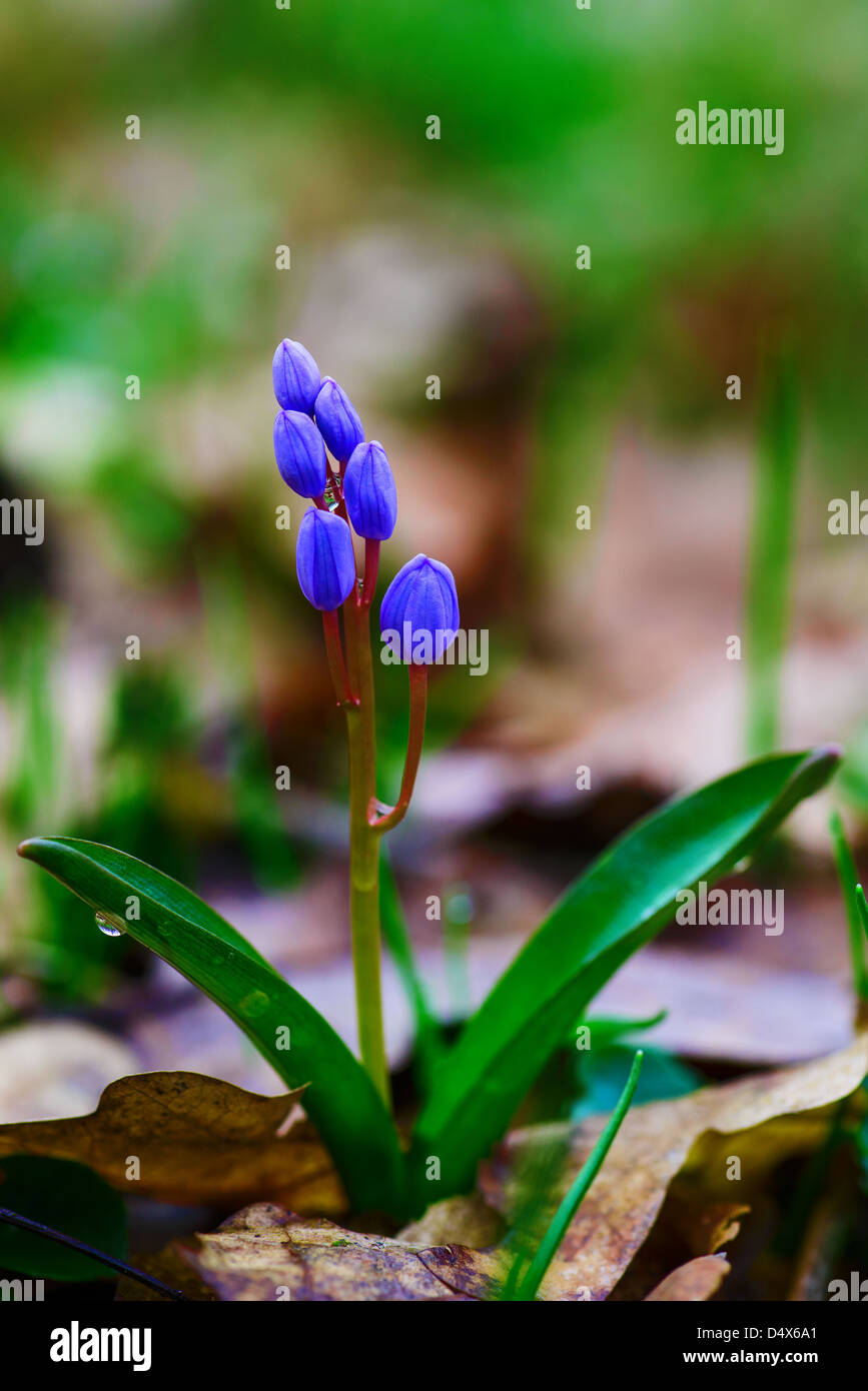 Fleurs sauvages bleues dans la forêt après la pluie de printemps Banque D'Images