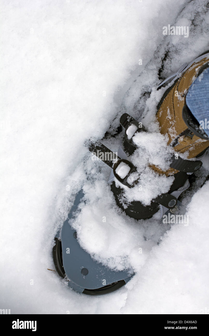 Snow Shoe closeup Banque D'Images Snow Shoe closeup Banque D'Images