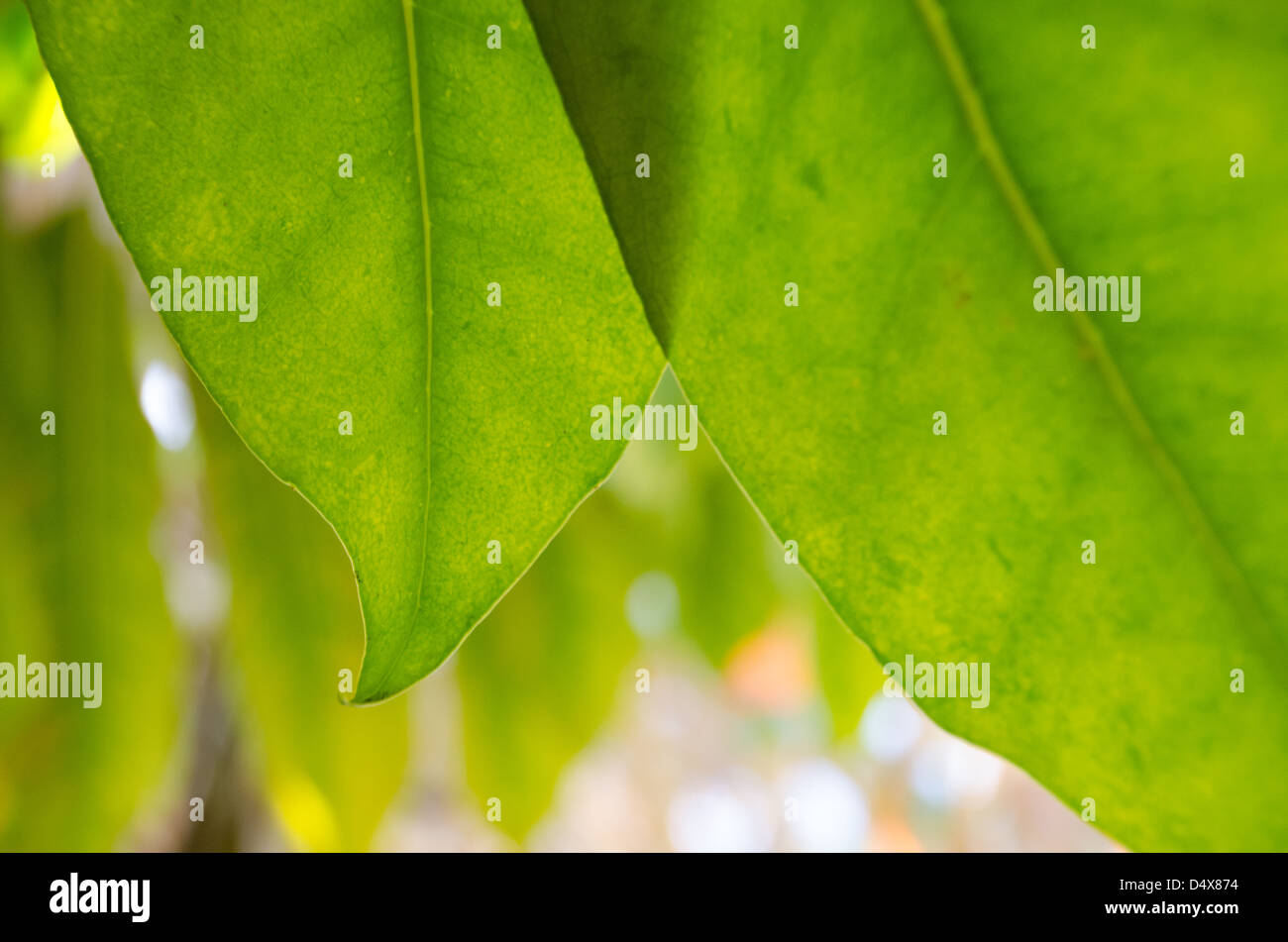 Texture de fond vert naturel avec deux feuilles jaunes et verts et l'éclairage doux retour du soleil tôt le matin Banque D'Images