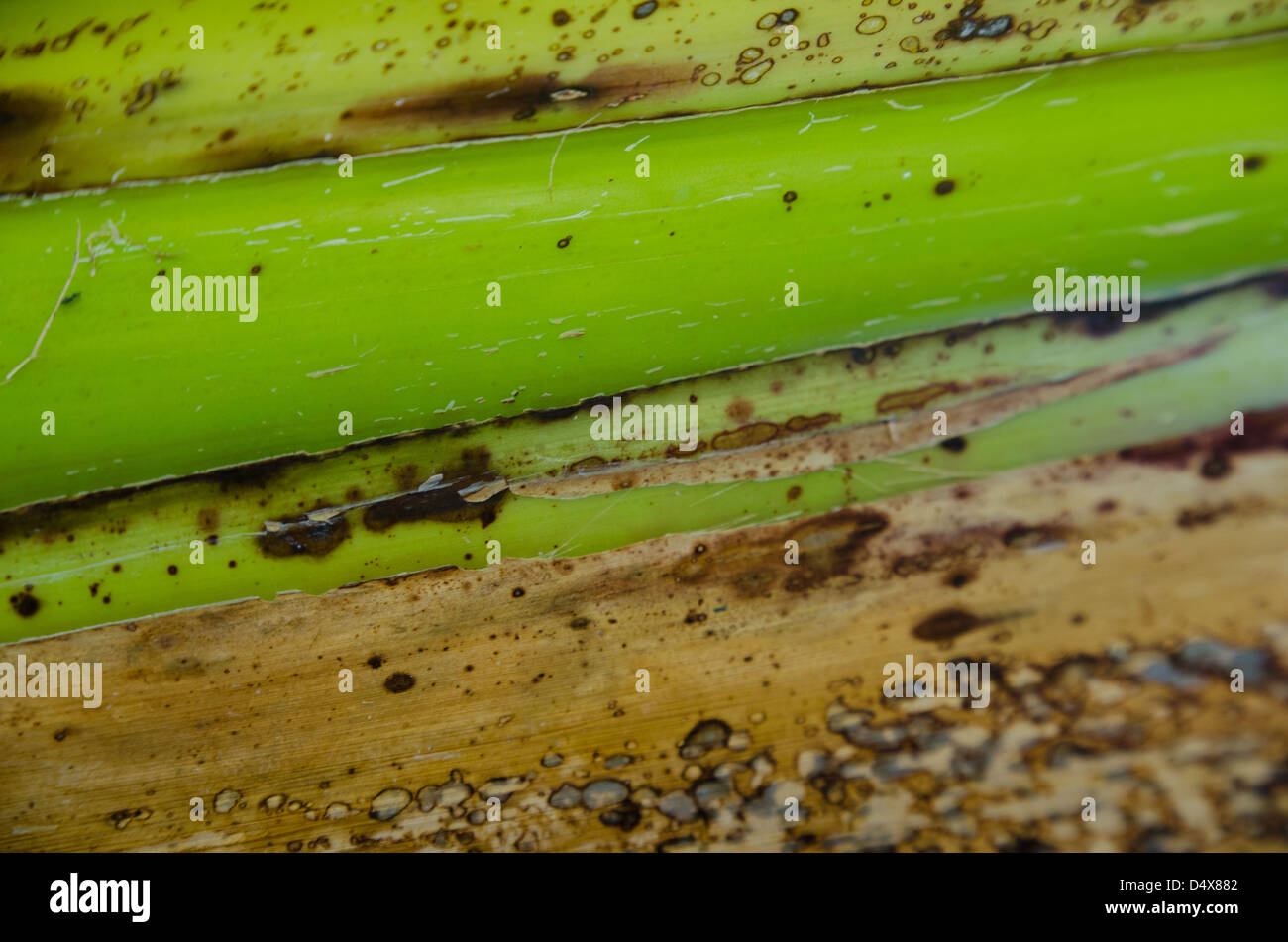 La texture de fond naturel avec le vert, jaune et marron tige du bananier (Musa ou plante) Banque D'Images