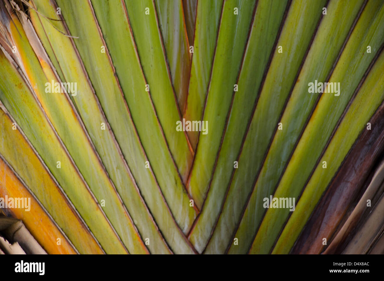 Vert à rayures jaunes et bruns avec fond naturel les feuilles d'un Ravenala madagascariensis ou chèques de plante Palm Banque D'Images