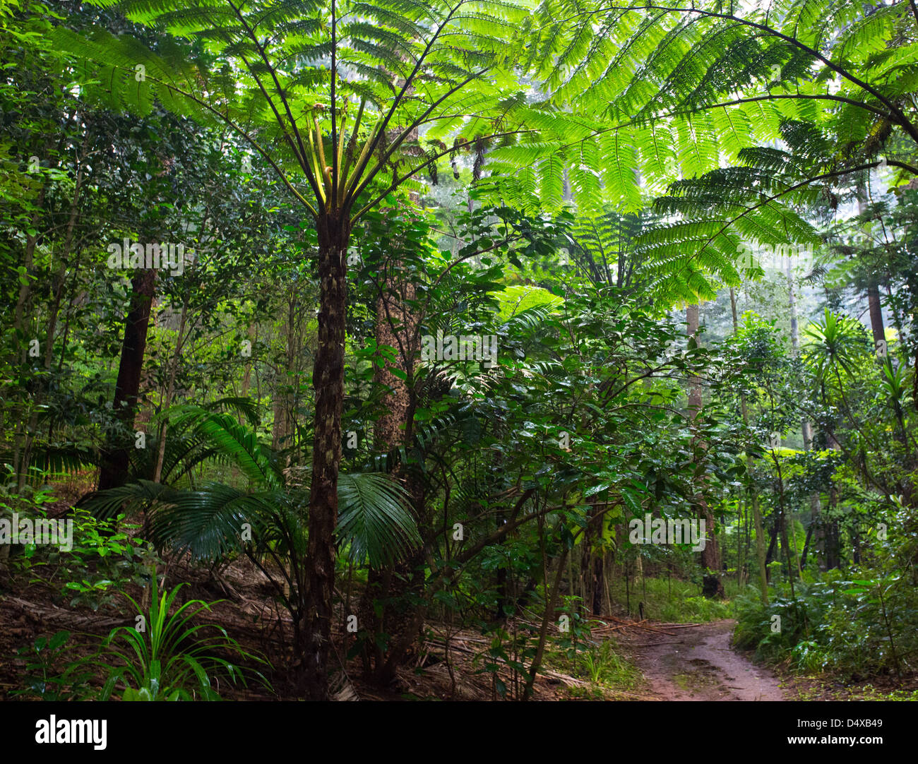 Tall Norfolk fougères arborescentes dans la forêt subtropicale, l'île Norfolk, l'Australie Banque D'Images