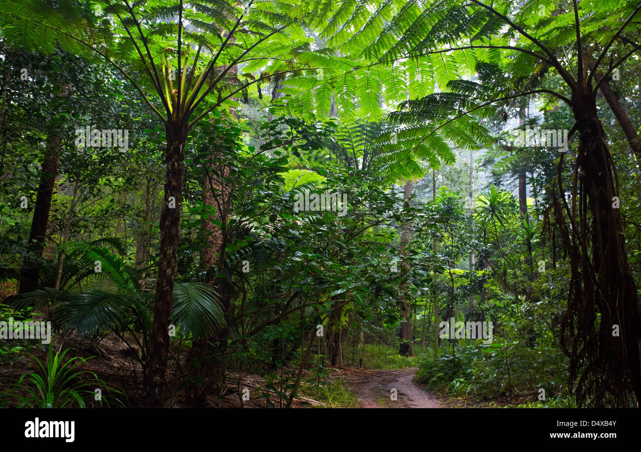 Tall Norfolk fougères arborescentes dans la forêt subtropicale, l'île Norfolk, l'Australie Banque D'Images