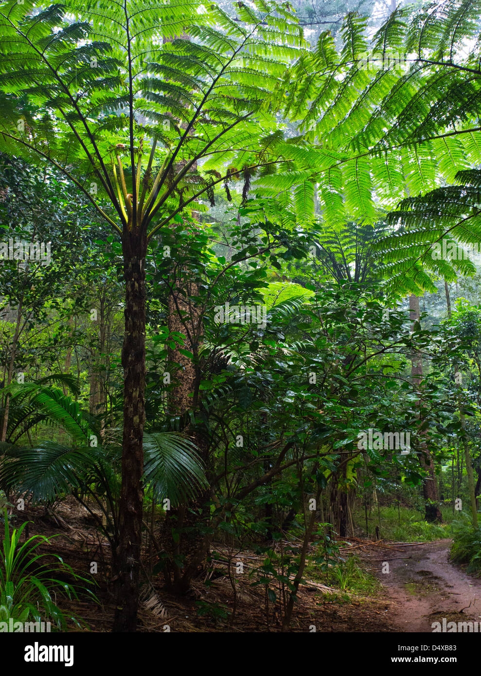 Tall Norfolk fougères arborescentes dans la forêt subtropicale, l'île Norfolk, l'Australie Banque D'Images