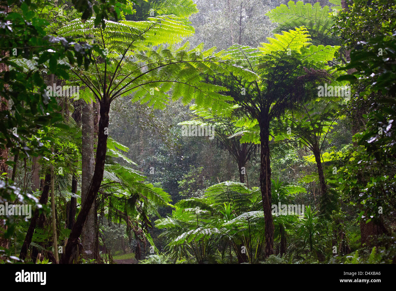 Tall Norfolk fougères arborescentes dans la forêt subtropicale, l'île Norfolk, l'Australie Banque D'Images