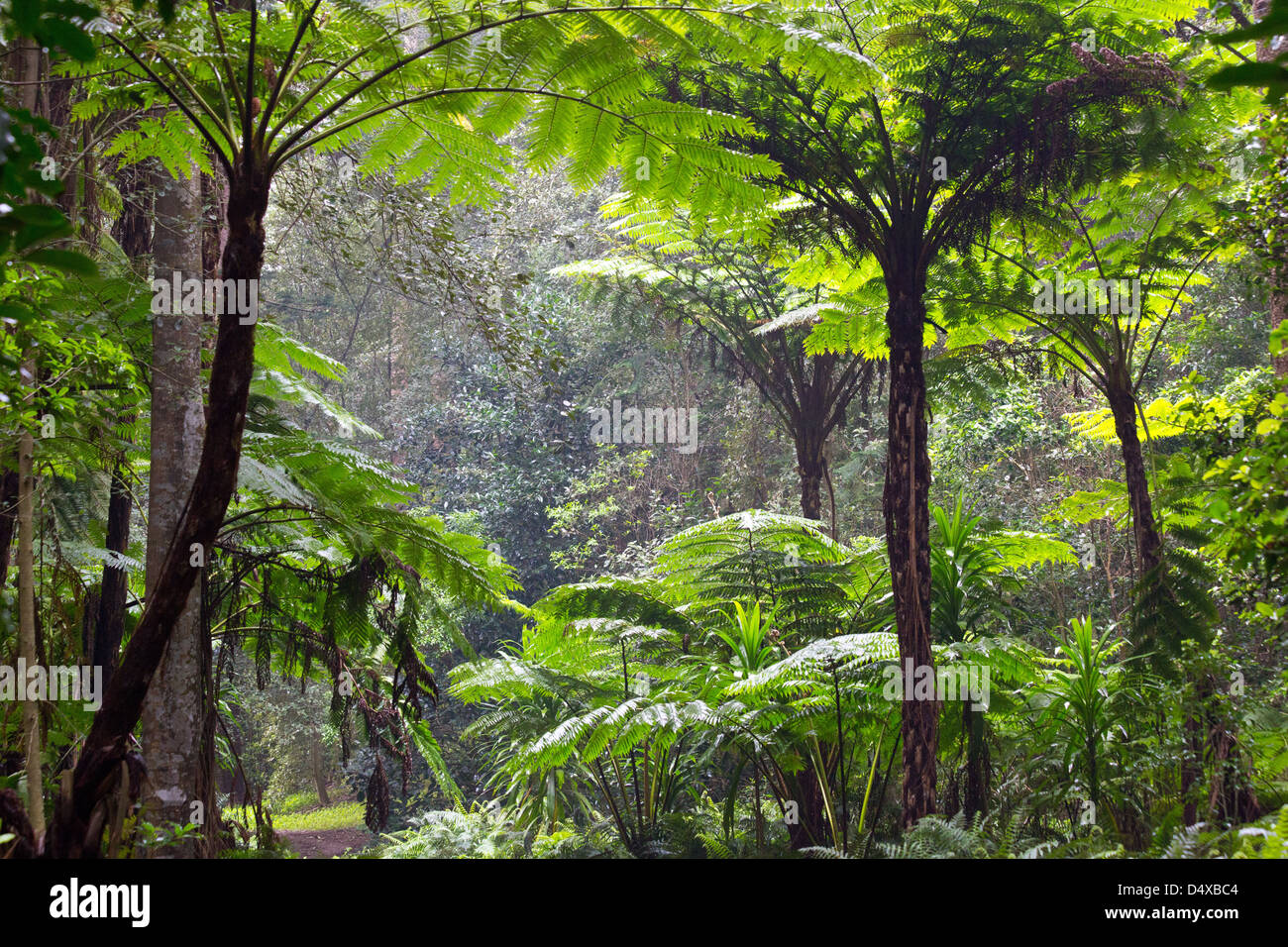Tall Norfolk fougères arborescentes dans la forêt subtropicale, l'île Norfolk, l'Australie Banque D'Images
