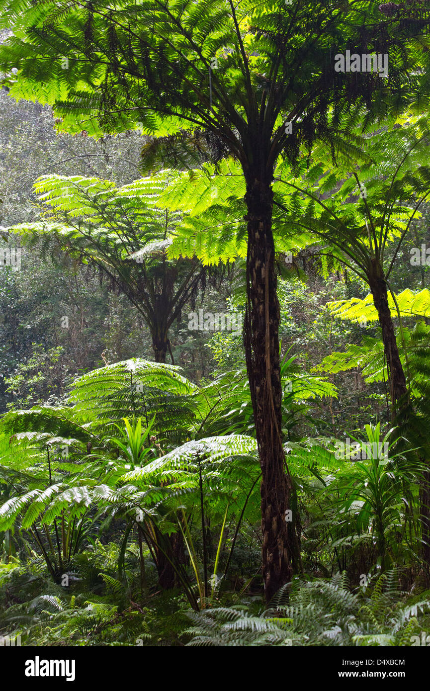 Tall Norfolk fougères arborescentes dans la forêt subtropicale, l'île Norfolk, l'Australie Banque D'Images