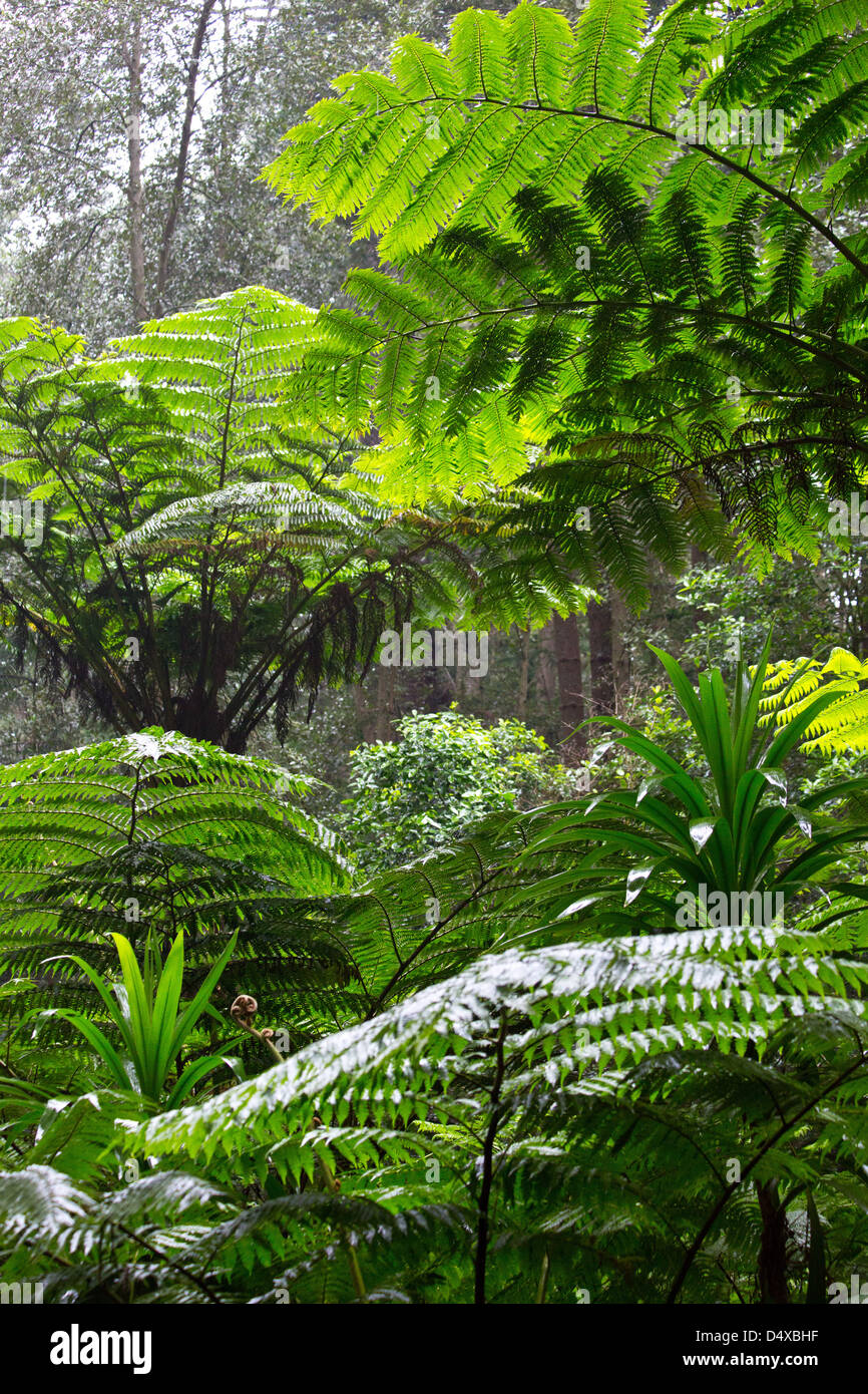 Tall Norfolk fougères arborescentes dans la forêt subtropicale, l'île Norfolk, l'Australie Banque D'Images