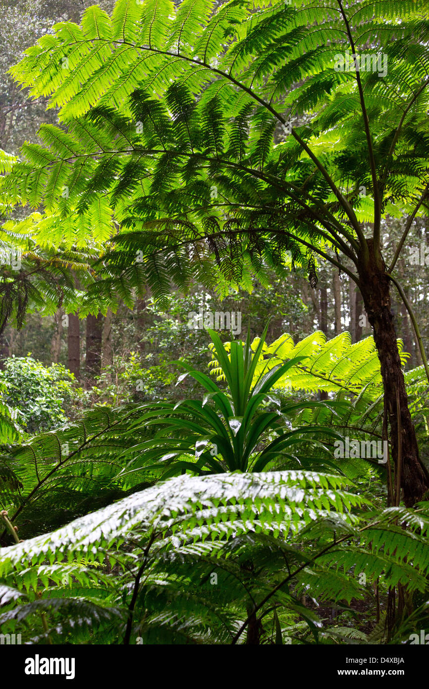 Tall Norfolk fougères arborescentes dans la forêt subtropicale, l'île Norfolk, l'Australie Banque D'Images