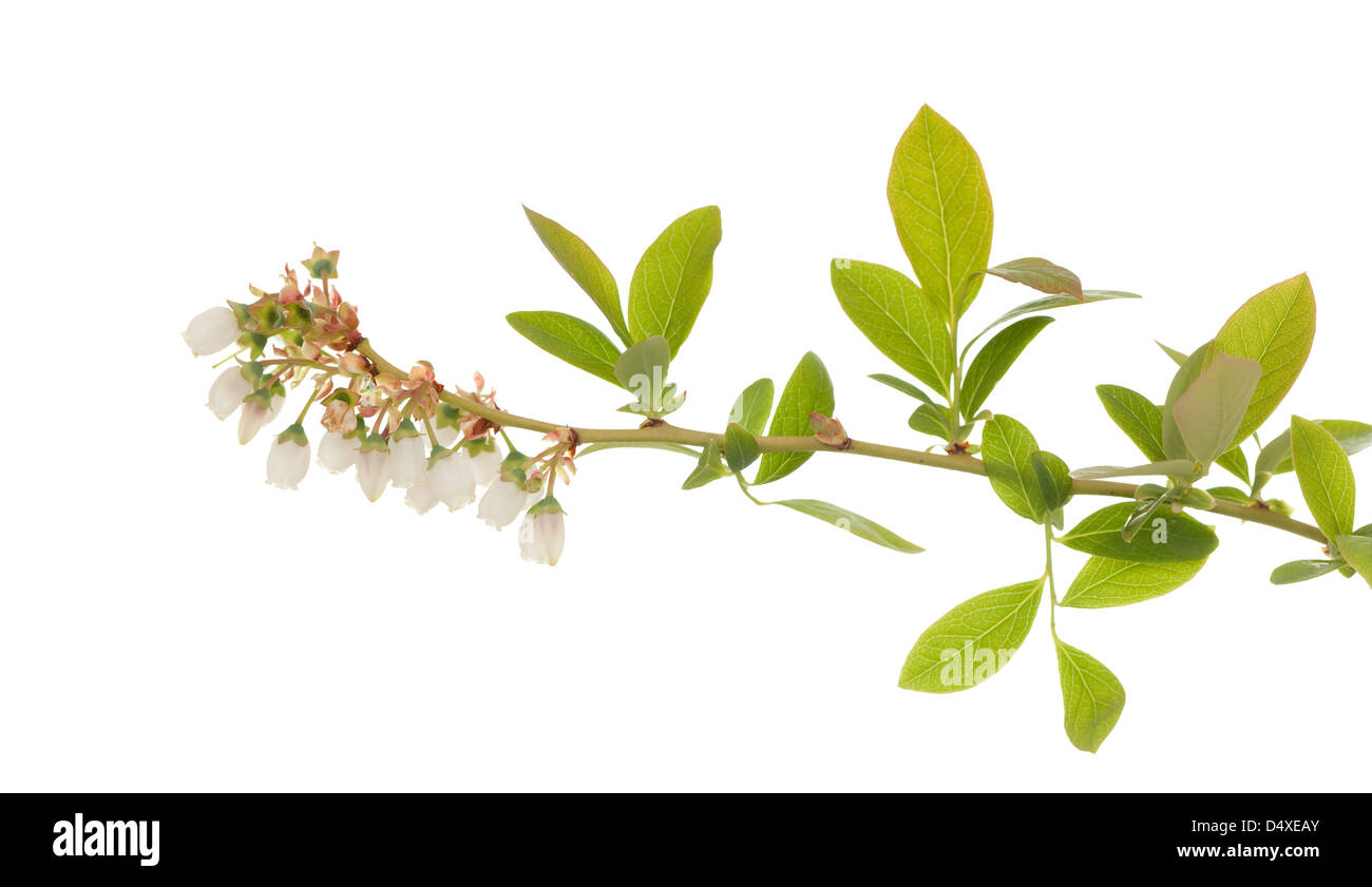 Inflorescence de myrtilles (Vaccinium corymbosum) on white Banque D'Images