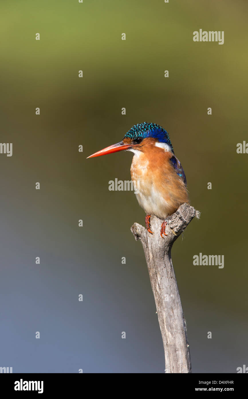 Martin-pêcheur huppé (Alcedo cristata), Intaka Island, Cape Town, Afrique du Sud, février 2013 Banque D'Images