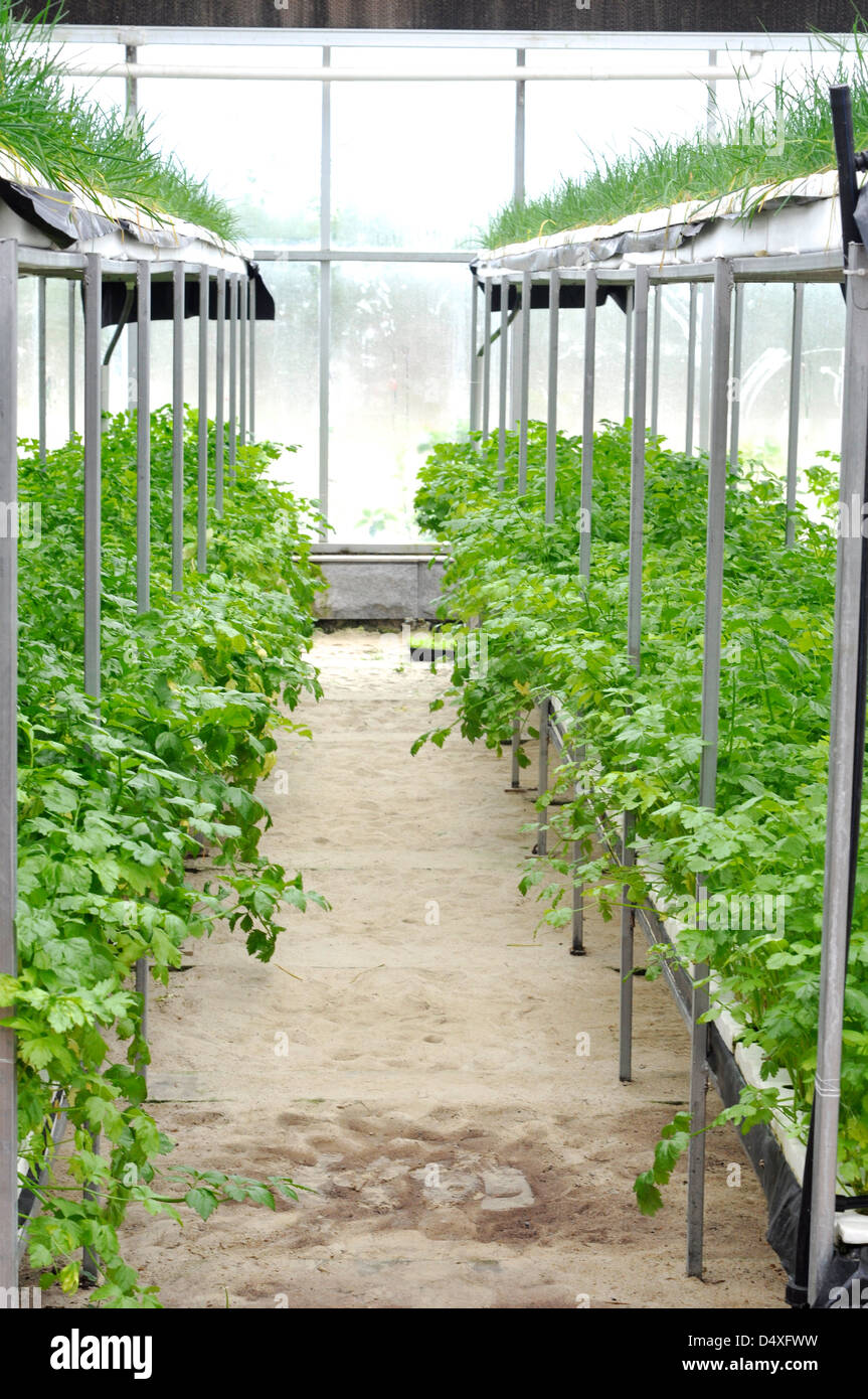 L'agriculture moderne d'une maison verte Banque D'Images