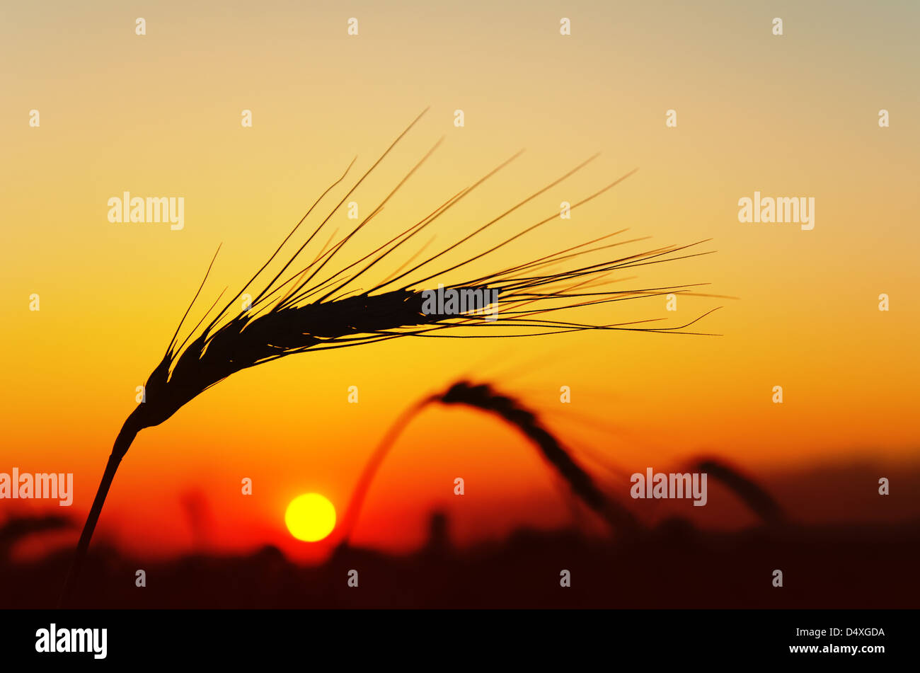 Épi de blé mûrs avec Sun sur le contexte Banque D'Images