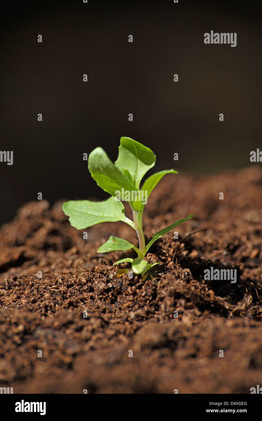 Les pousses vertes. Une nouvelle usine s'affiche à partir de la terre. Peut être utilisé pour signifier le début de reprise économique. Banque D'Images