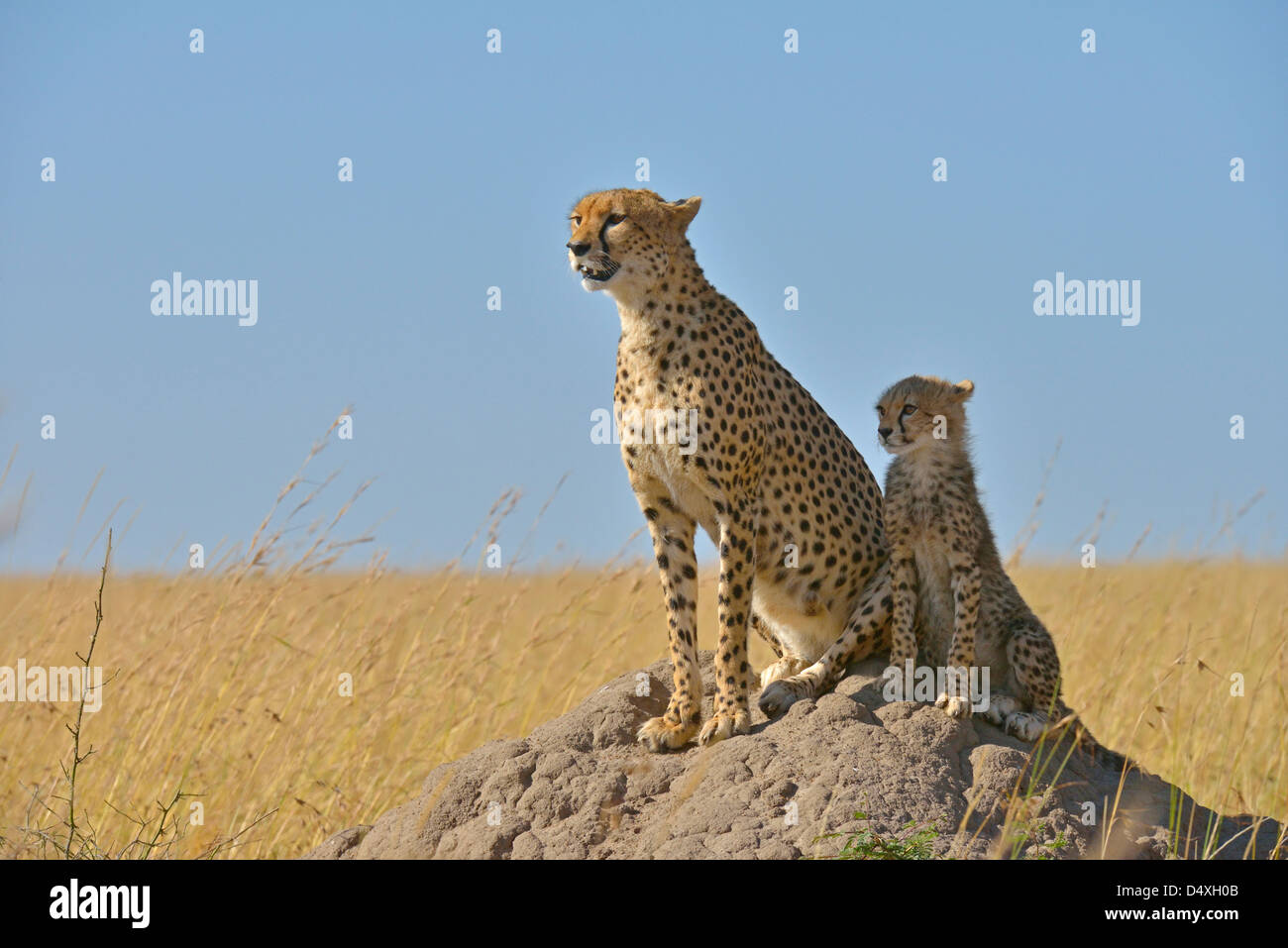 Mère et Cheetah cub sur un monticule dans le Masai Mara Banque D'Images