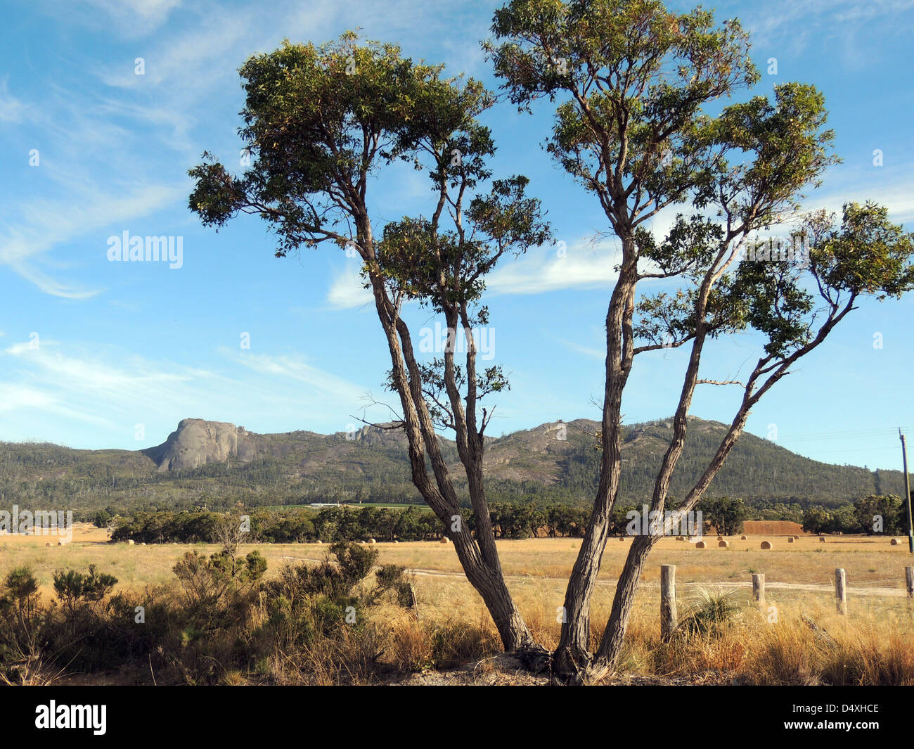 ALBANY, dans l'ouest de l'Australie. Paysage agricole. Photo Tony Gale Banque D'Images