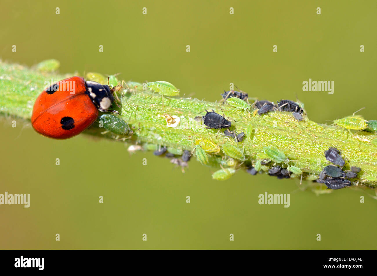 Macro de coccinelle (Adalia bipunctata) manger les pucerons sur tige Banque D'Images