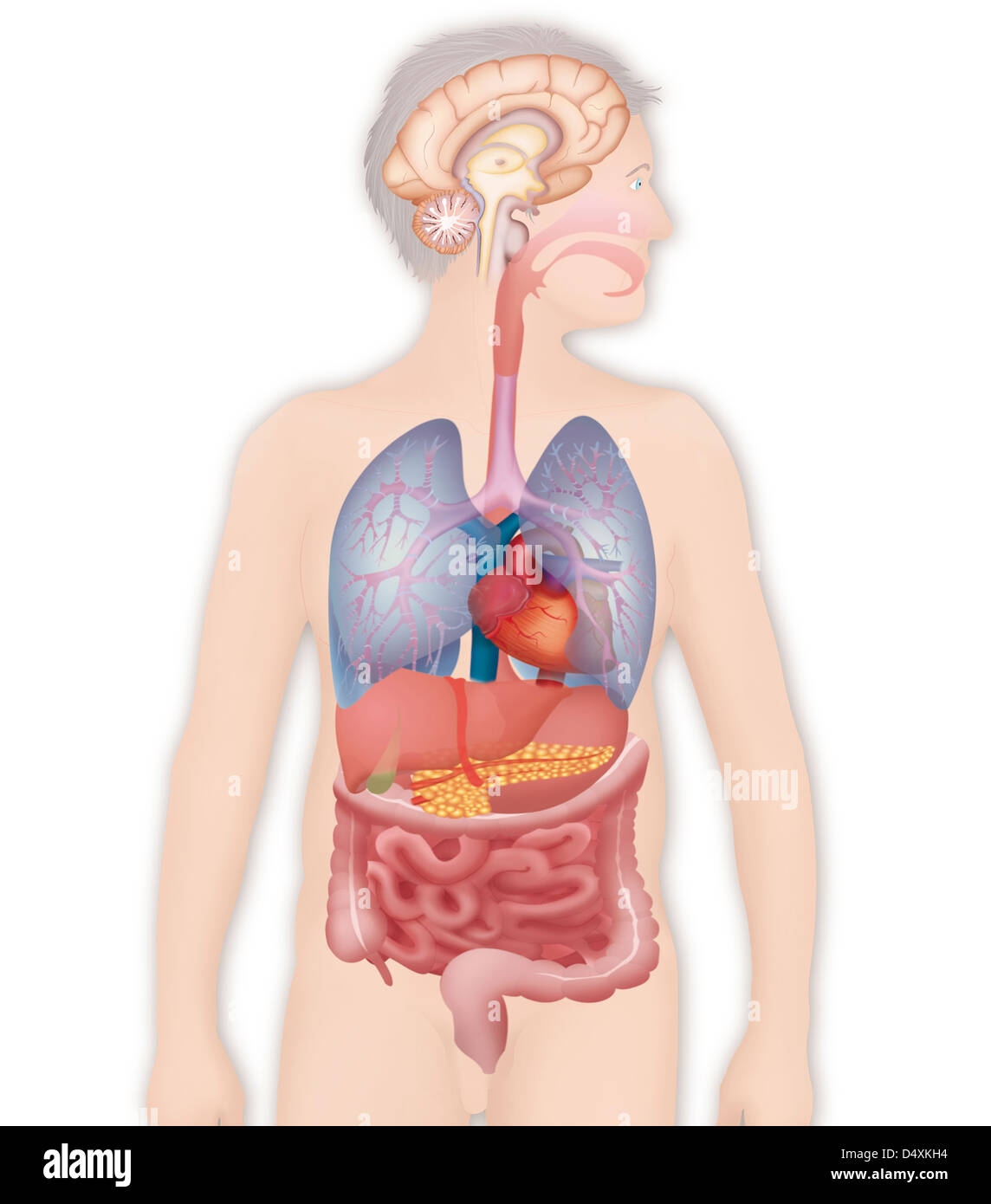 ANATOMIE Banque D'Images