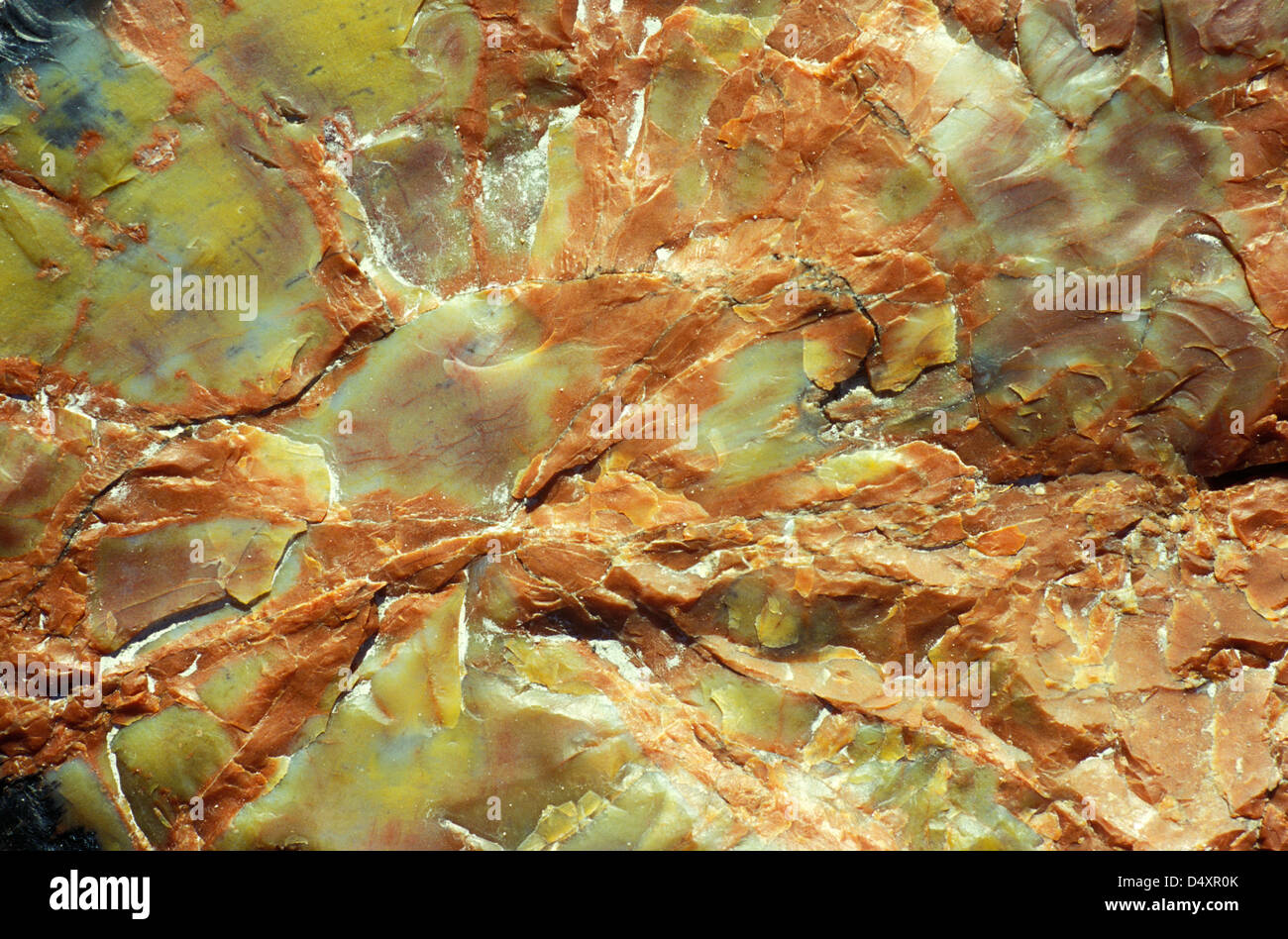 Gros plan de bois pétrifié dans le parc national Petrified Wood de Arizona Banque D'Images