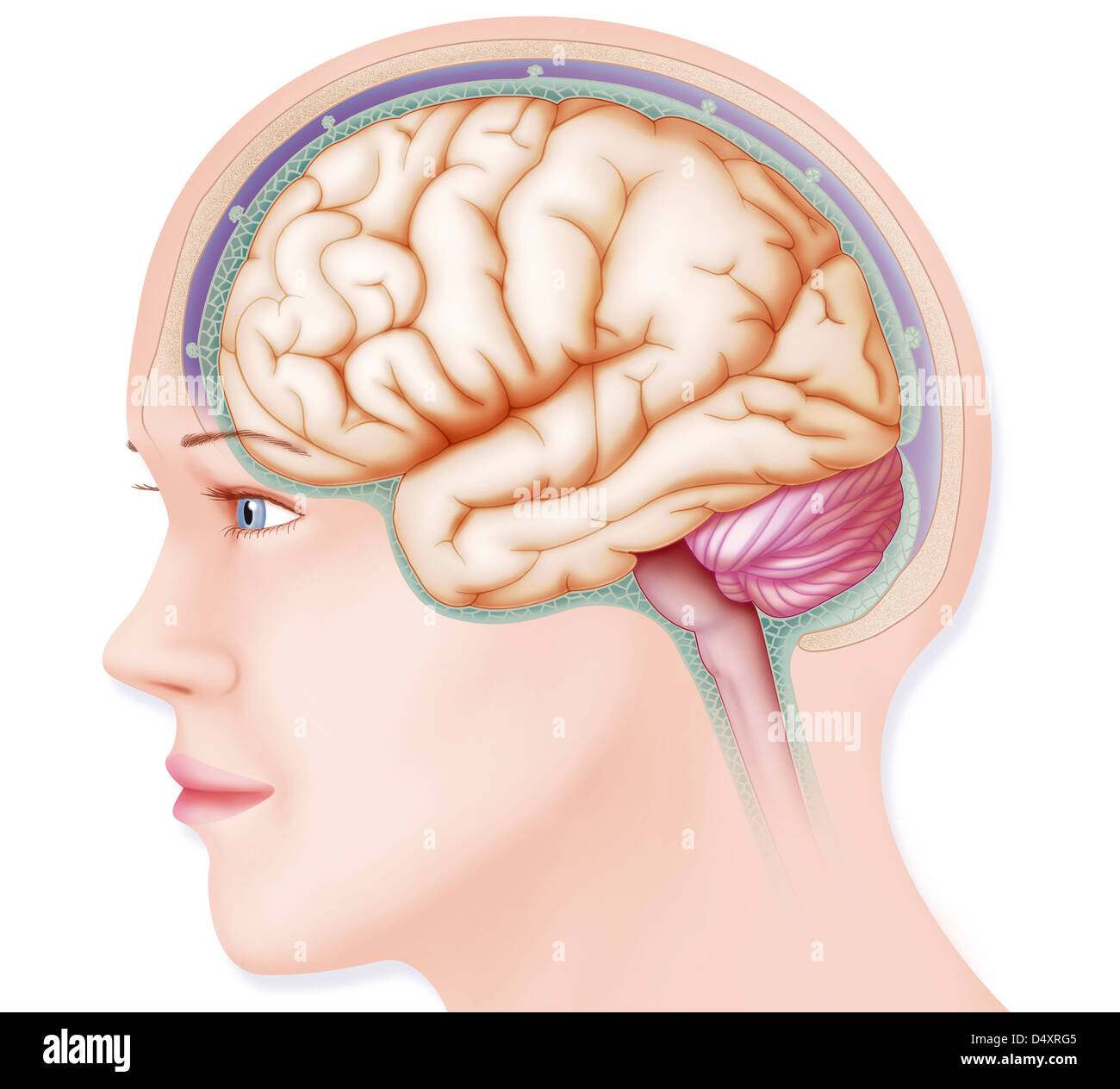 CERVEAU, DESSIN Banque D'Images