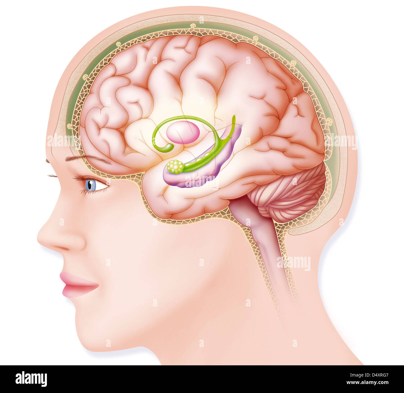 CERVEAU, DESSIN Banque D'Images