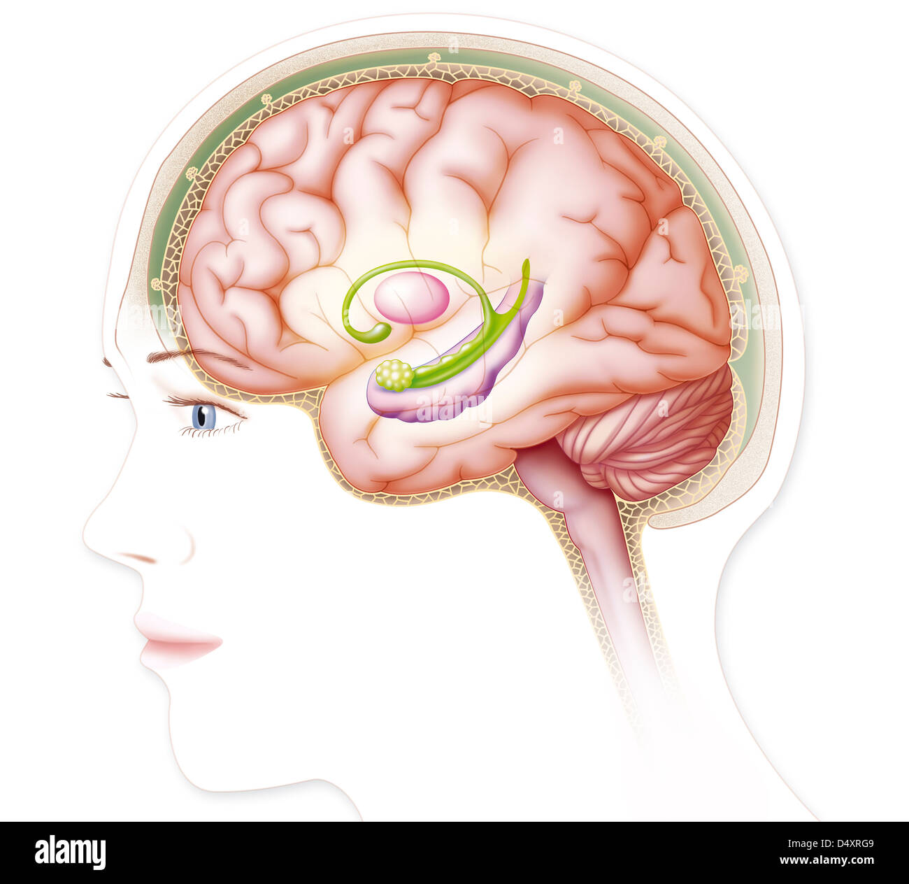 CERVEAU, DESSIN Banque D'Images