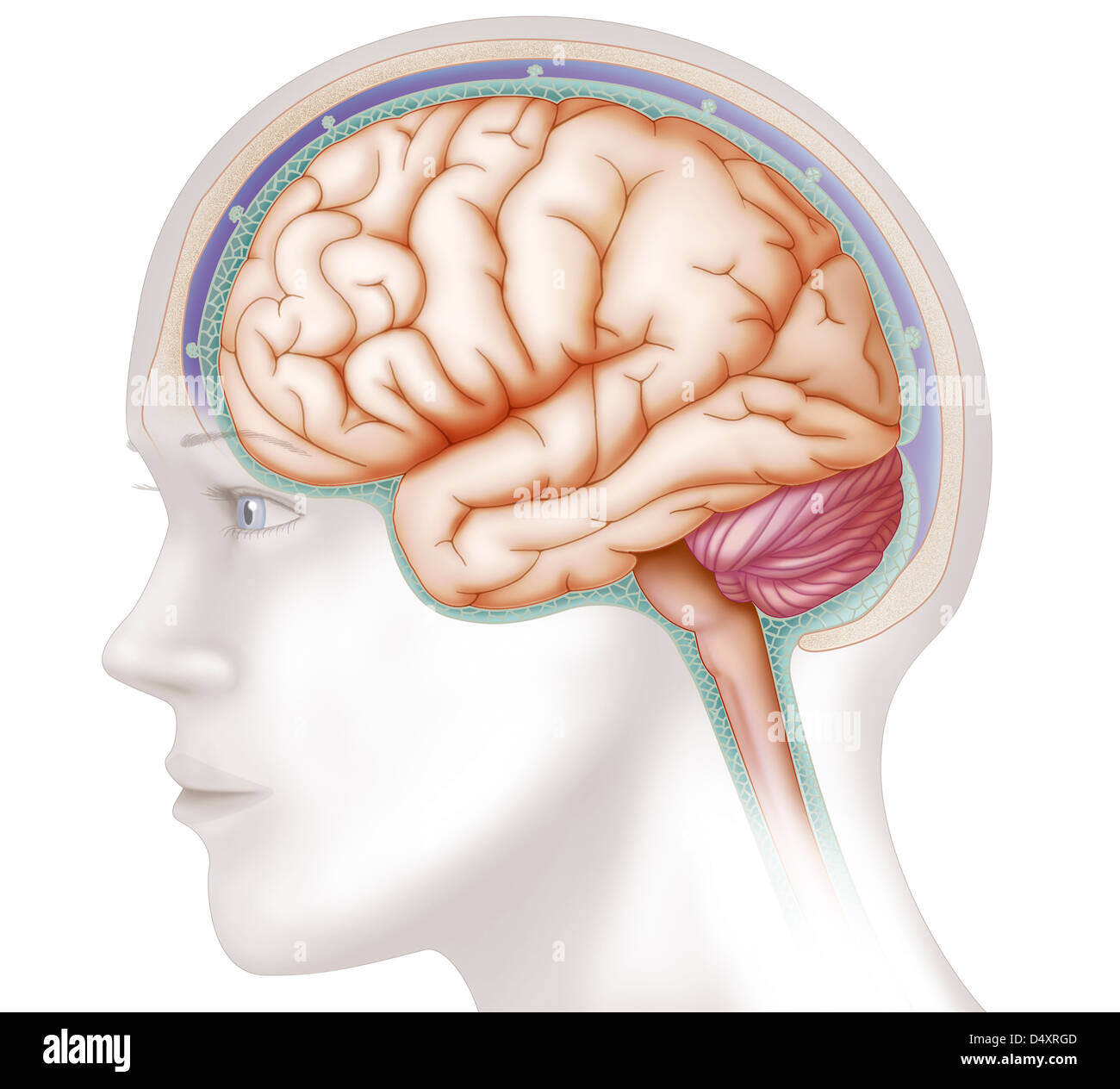 CERVEAU, DESSIN Banque D'Images