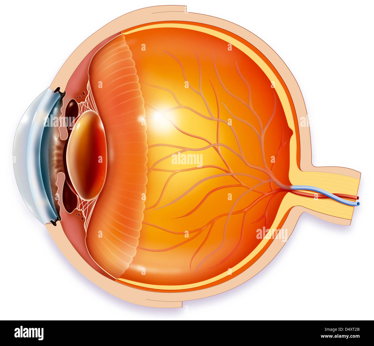 ANATOMIE, OEIL Banque D'Images