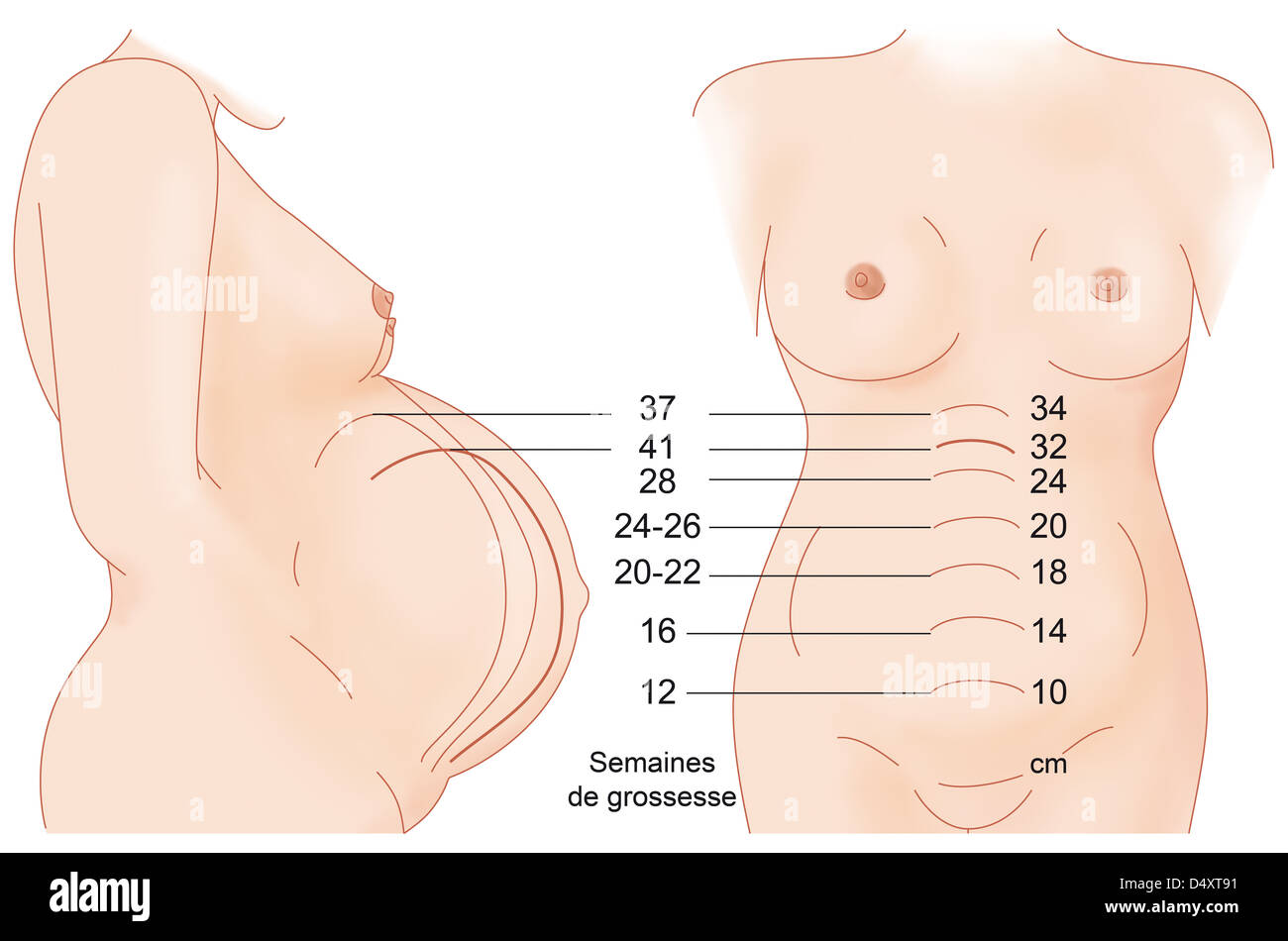 HAUTEUR UTÉRINE Banque D'Images